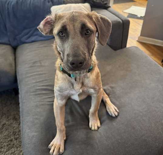 Photo of Dexter