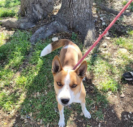 Photo of Boomer