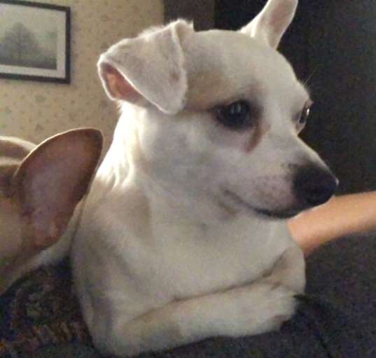 Photo of Yoda