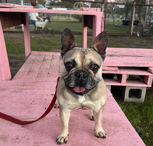 Photo of Chombi