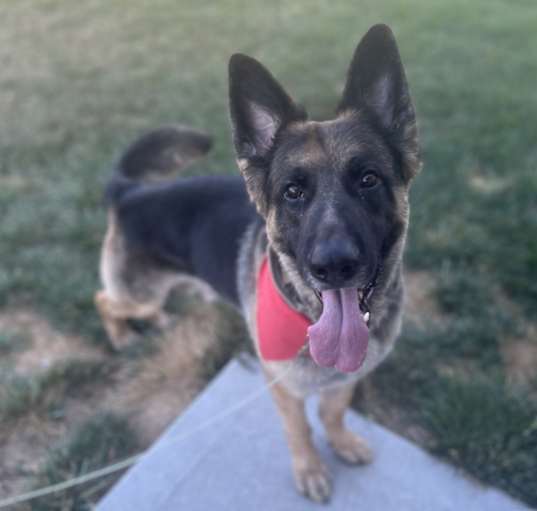 Photo of Chief