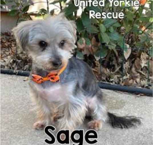 Photo of Sage