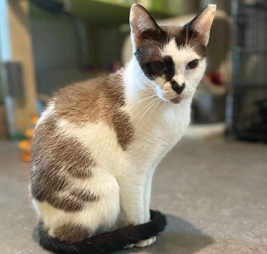 Photo of Scrabble