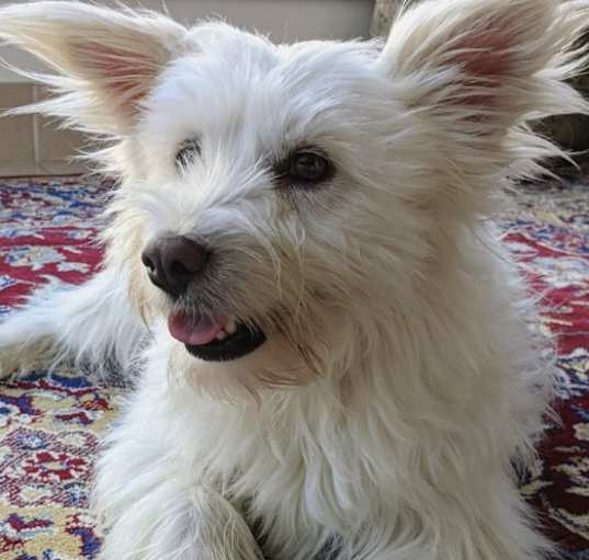Photo of Miko