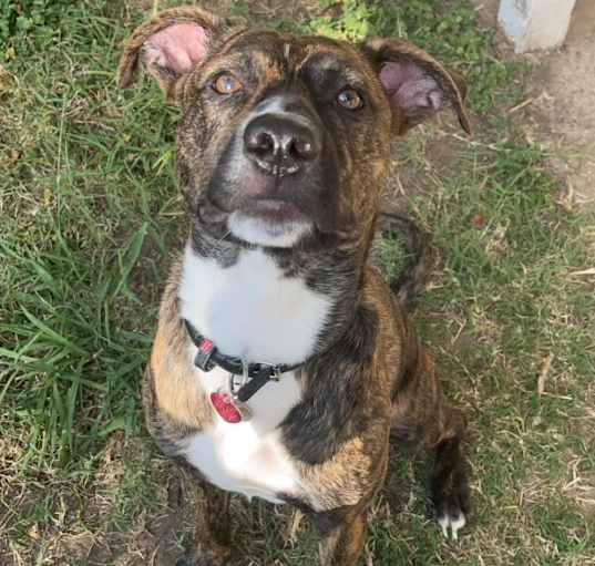 Photo of Koda