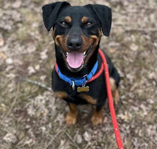 Photo of Sparky