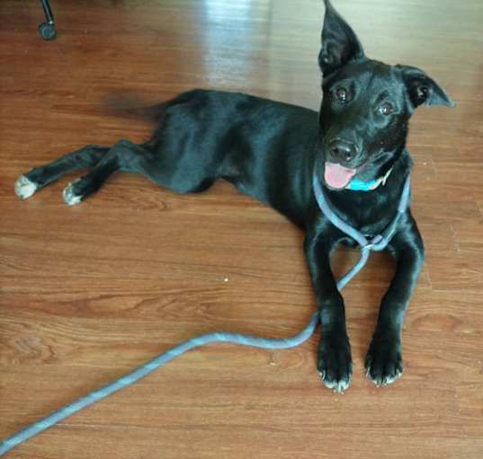 Photo of Willow