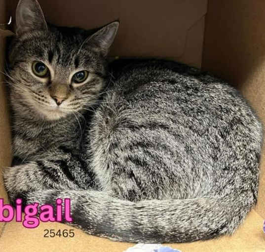Photo of Abigail