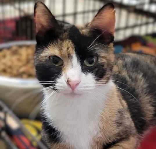 Photo of Tilly