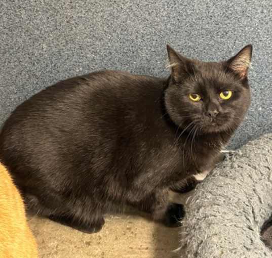 Photo of Gizmo