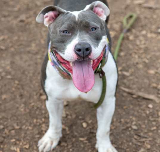 Photo of Lucinda - IN FOSTER