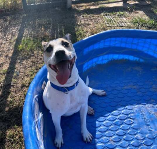 Photo of Elena (in foster)