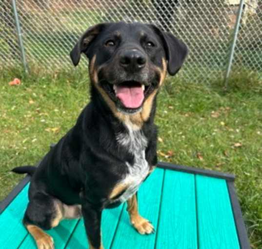 Photo of Buddy
