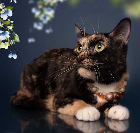Photo of PEPPER