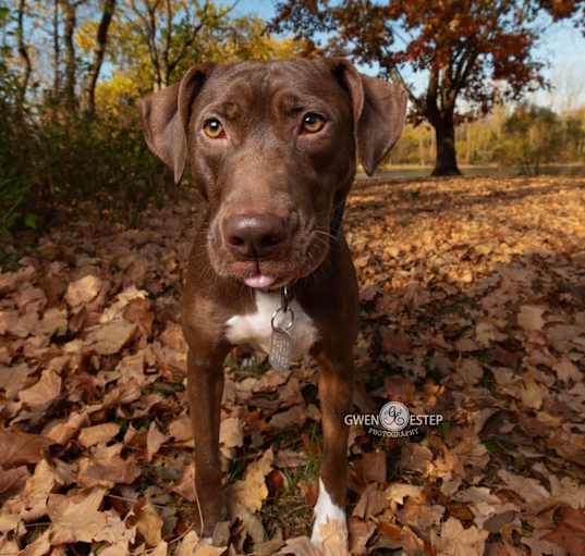 Photo of Cookie