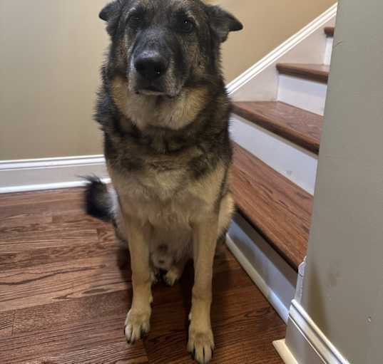 Photo of Rex