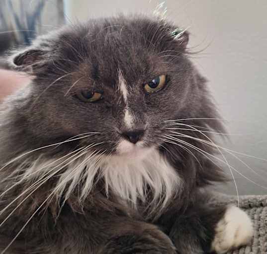 Photo of Mitzi   (Polydactyl)