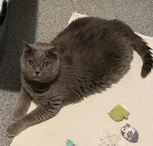 Photo of Binx