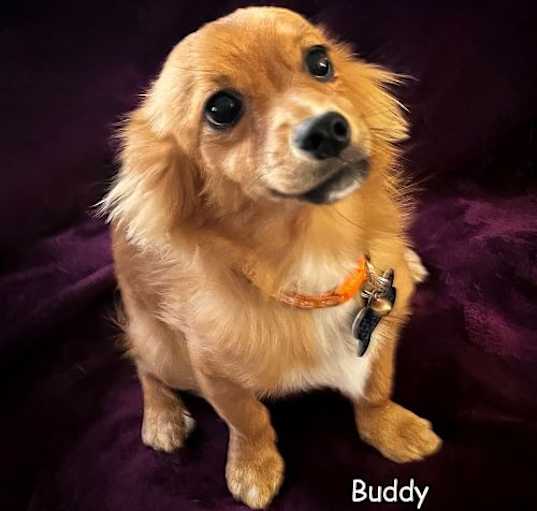 Photo of Buddy