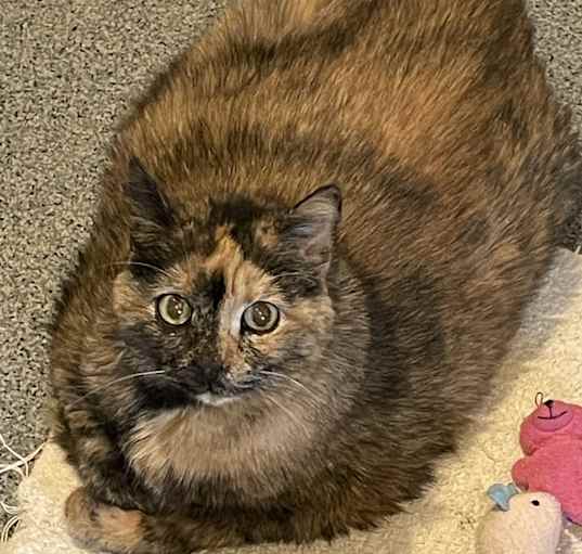 Photo of Sheba