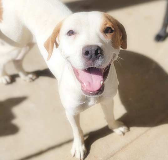 Photo of Honey