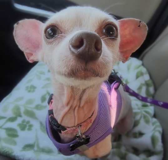 Photo of Pinky