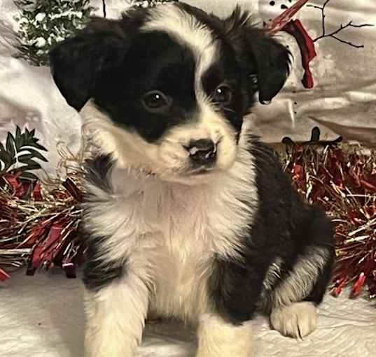 Photo of Emerald/ADOPTED