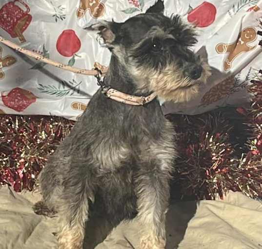 Photo of VIOLET