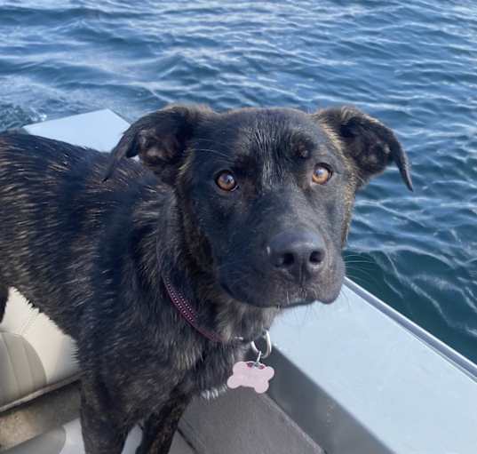 Photo of Mazie