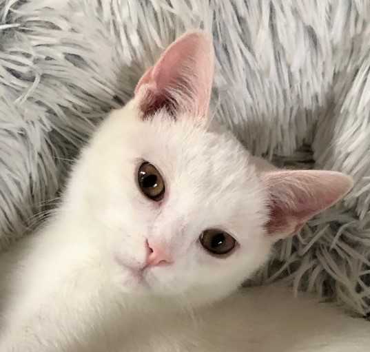 Photo of Chase aka Snowman