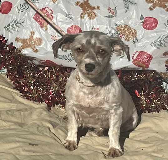 Photo of JULIE