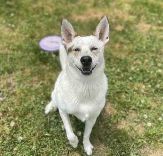 Photo of Scout