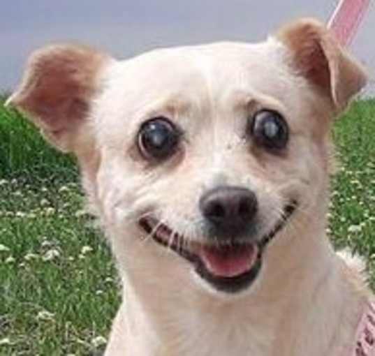 Photo of Frennie - Arr Apr 7- SM, BLIND
