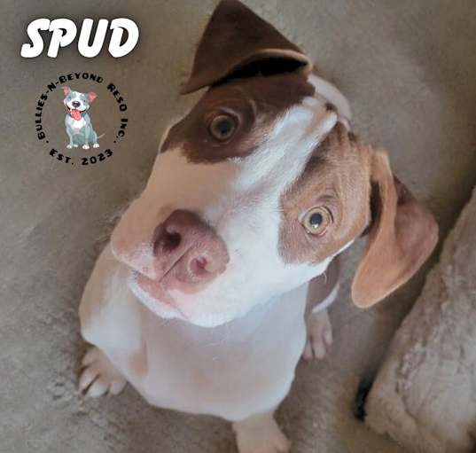 Photo of The Potato Litter:  Spud