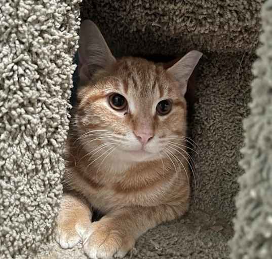 Photo of Pecan