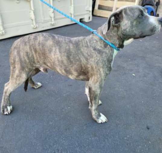Photo of BRINDLE