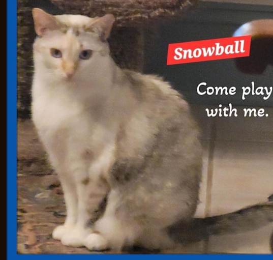 Photo of Snowball - Come Play With Me
