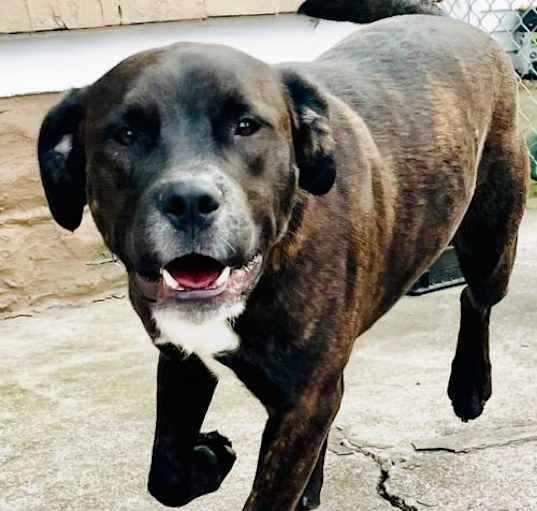 Photo of Balboa