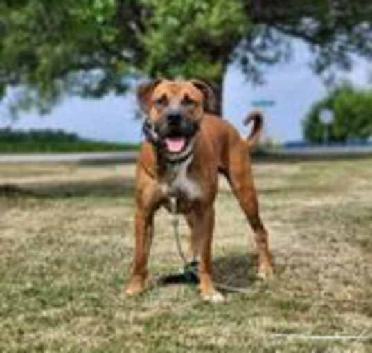 Photo of Hank