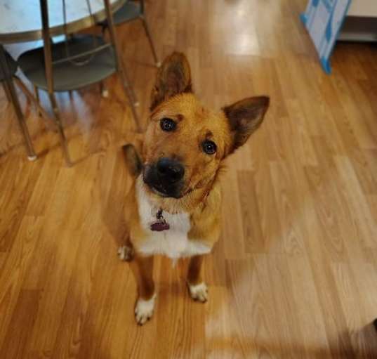 Photo of Apollo