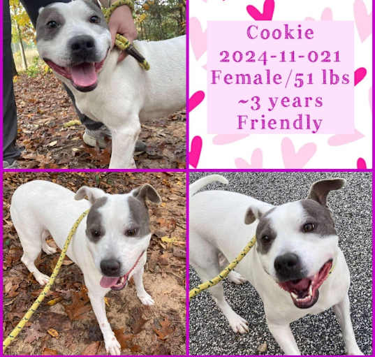 Photo of 2024-11-021 *Cookie*