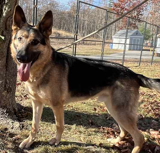 Photo of Cooper