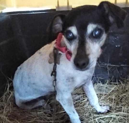 Photo of Cookie