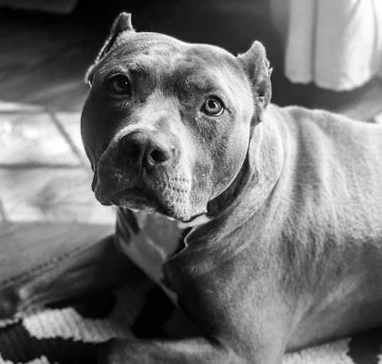 Photo of Diezel