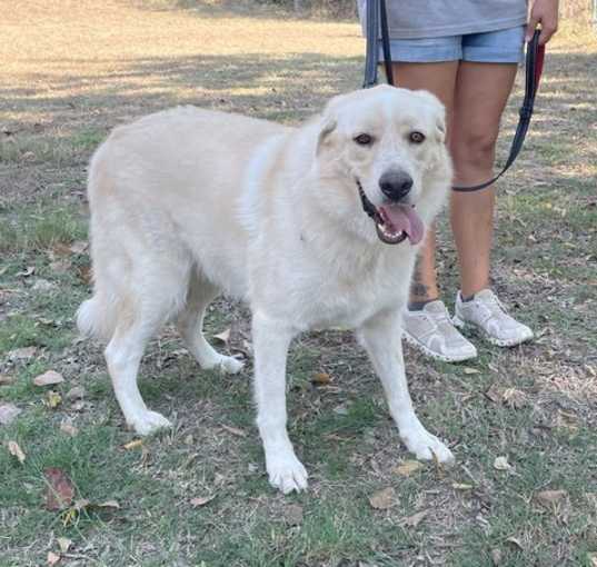 Photo of Ollie