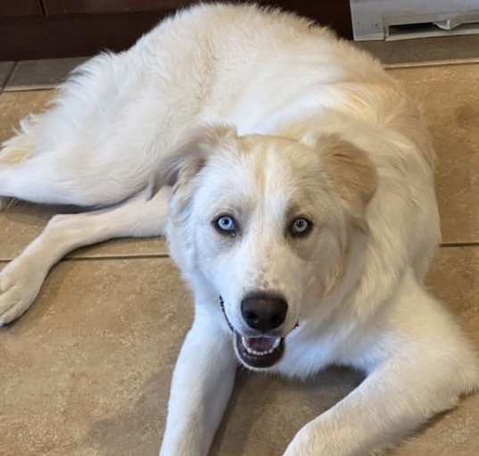 Photo of Toby