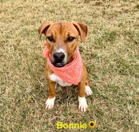 Photo of Bonnie