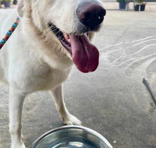 Photo of Brody Contact-Sylva/Rachel