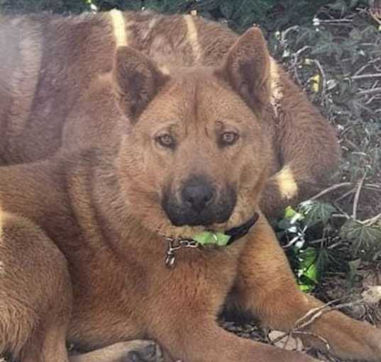 Photo of Leia (Courtesy post) bonded pair