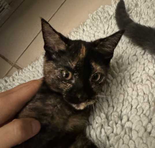 Photo of Rose